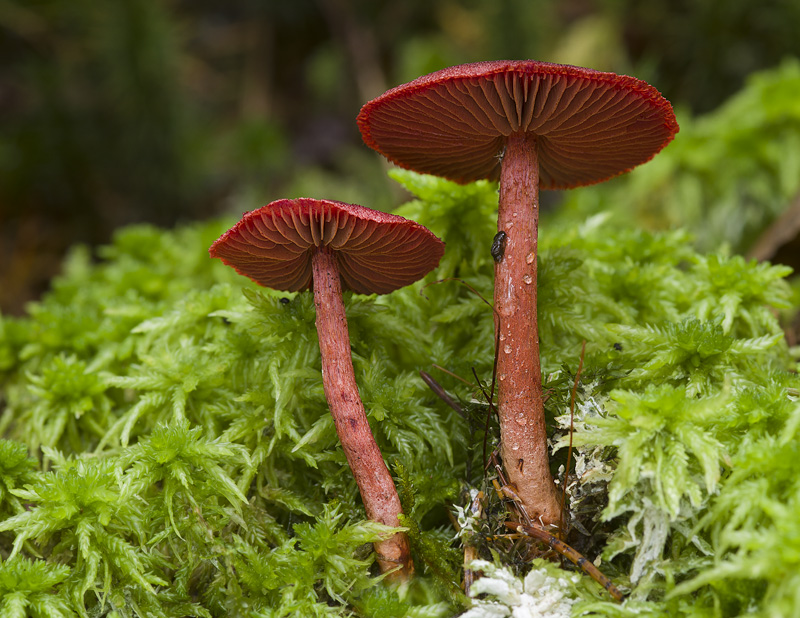 Cortinarius sanguineus